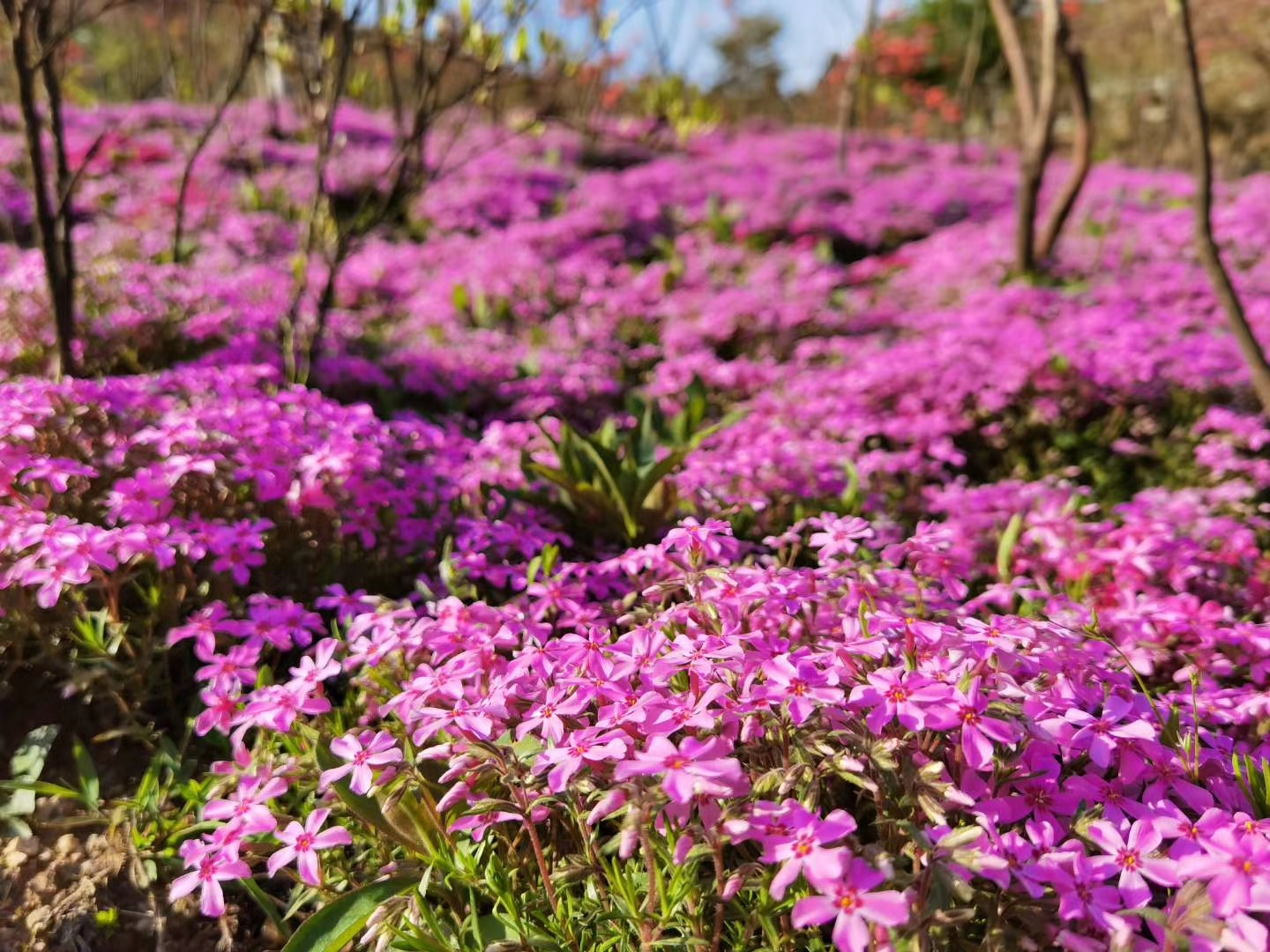 芝樱花海